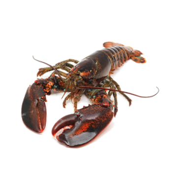 Canadian lobster (Homarus americanus) 